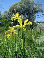 Касатик солелюбивый 001